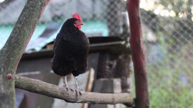 Kırsal bir çiftlikte tavuklar. Tarım. Kümes hayvanları yetiştiriliyor.. 