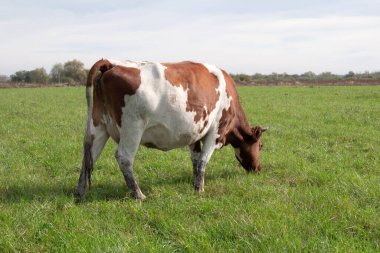 İnekler çiftliğin otlaklarında otlarlar. Tarım. Sığır yetiştiriciliği.
