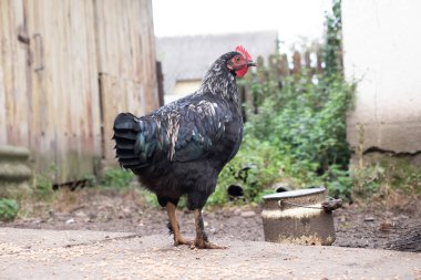 Kırsal bir çiftlikte tavuklar. Tarım. Kümes hayvanları. Çiftleşen tavuklar.