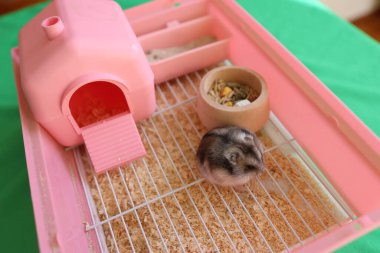 İnsanlar hamsterla ilgileniyor ve oynuyorlar..