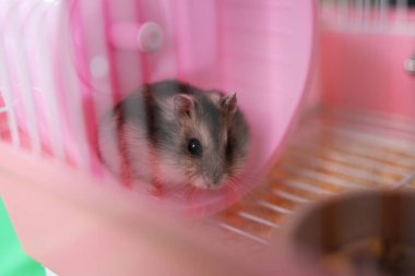 İnsanlar hamsterla ilgileniyor ve oynuyorlar..