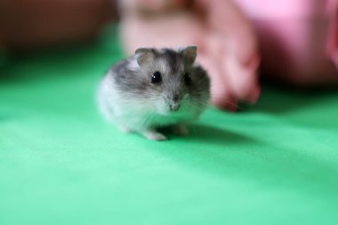 İnsanlar hamsterla ilgileniyor ve oynuyorlar..