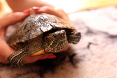 People care for and play with a pet red-eared turtle. clipart