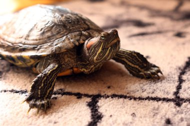 People care for and play with a pet red-eared turtle. clipart