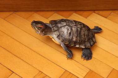 People care for and play with a pet red-eared turtle. clipart