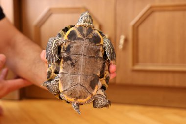 People care for and play with a pet red-eared turtle. clipart