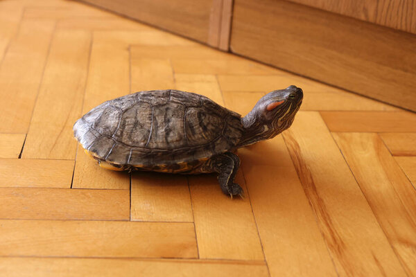People care for and play with a pet red-ear turtle.