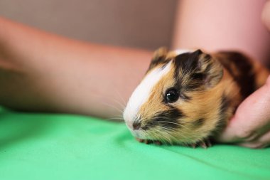 İnsanlar kobayla ilgileniyor ve onunla oynuyor..