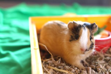 İnsanlar kobayla ilgileniyor ve onunla oynuyor..