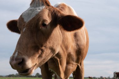 İnekler çiftliğin otlaklarında otlarlar. Tarım. Sığır yetiştiriciliği.