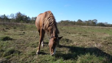 Atlar tarlada otlar. Tarım. Atlara bakmak..
