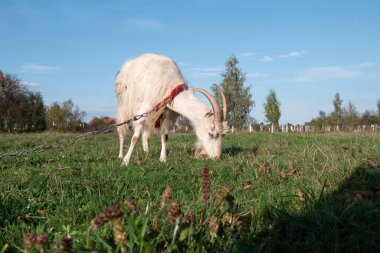 Keçiler çayırda otlar. Tarım. Keçilerin bakımı.