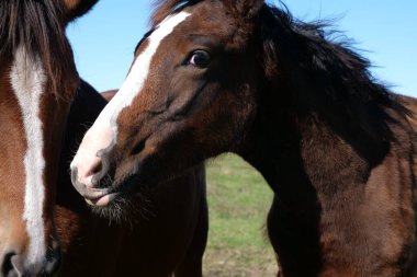 Atlar tarlada otlar. Tarım. Atlara bakmak..