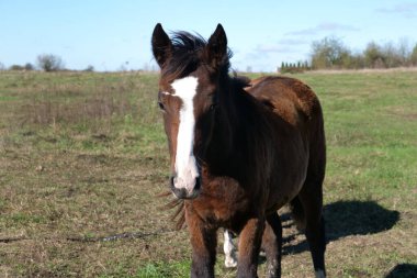 Atlar tarlada otlar. Tarım. Atlara bakmak..