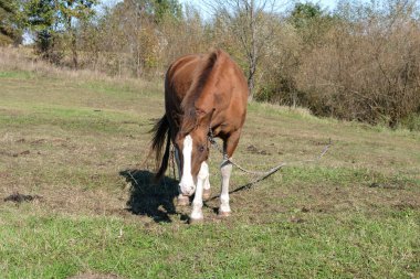 Atlar tarlada otlar. Tarım. Atlara bakmak..