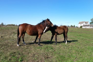 Atlar tarlada otlar. Tarım. Atlara bakmak..