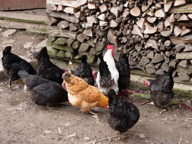 Tarım koşullarında yetişkin tavuklar ve piliçler.