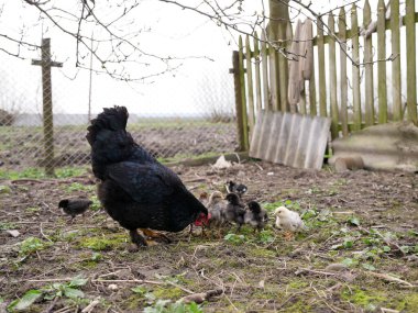 Tarım koşullarında yetişkin tavuklar ve piliçler.