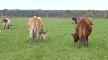 İnekler çayırda otlar. Tarım. Sığır yetiştiriciliği.