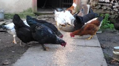 Kırsal bir çiftlikte tavuklar. Tarım. Kümes hayvanları. Çiftleşen tavuklar.
