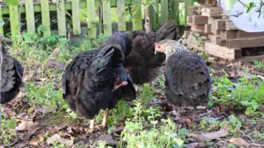 Kırsal bir çiftlikte tavuklar. Tarım. Kümes hayvanları. Çiftleşen tavuklar.