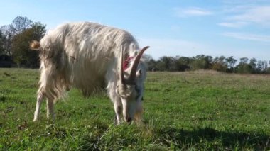 Keçiler çayırda otlar. Tarım. Keçilerin bakımı.