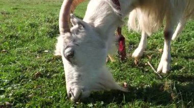 Keçiler çayırda otlar. Tarım. Keçilerin bakımı.