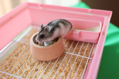 İnsanlar hamsterla ilgileniyor ve oynuyorlar..