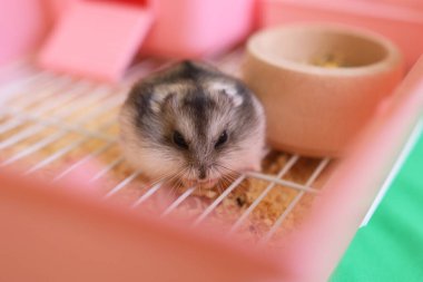 İnsanlar hamsterla ilgileniyor ve oynuyorlar..