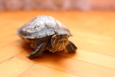 İnsanlar kırmızı kulaklı bir kaplumbağayla ilgilenir ve onunla oynarlar..