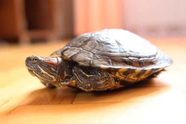 İnsanlar kırmızı kulaklı bir kaplumbağayla ilgilenir ve onunla oynarlar..