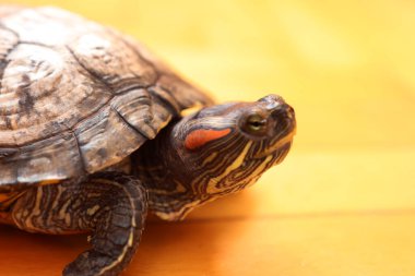 İnsanlar kırmızı kulaklı bir kaplumbağayla ilgilenir ve onunla oynarlar..