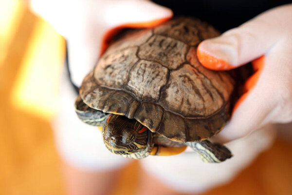 People care for and play with a pet red-ear turtle.