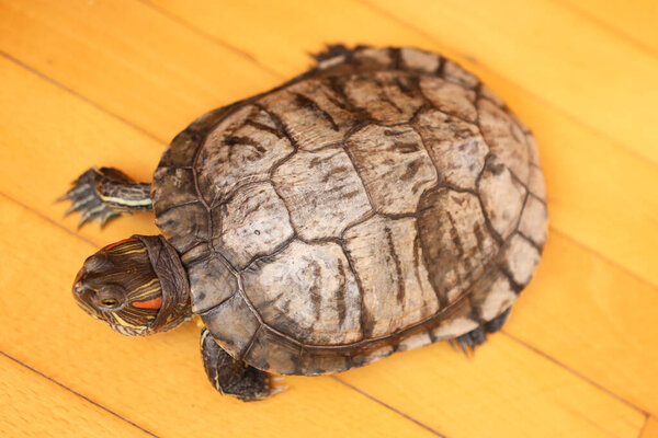 People care for and play with a pet red-ear turtle.