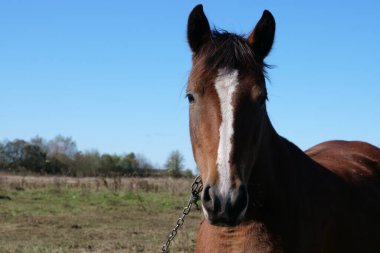 Atlar tarlada otlar. Tarım. Atlara bakmak..