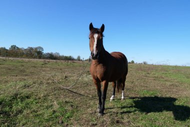 Horses graze in the field. Agriculture. Caring for horses. clipart