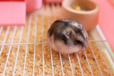 İnsanlar hamsterla ilgileniyor ve oynuyorlar..