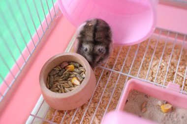 İnsanlar hamsterla ilgileniyor ve oynuyorlar..