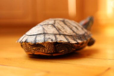 İnsanlar kırmızı kulaklı bir kaplumbağayla ilgilenir ve onunla oynarlar..