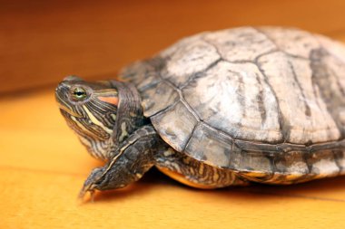 İnsanlar kırmızı kulaklı bir kaplumbağayla ilgilenir ve onunla oynarlar..