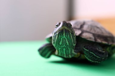 İnsanlar kırmızı kulaklı bir kaplumbağayla ilgilenir ve onunla oynarlar..