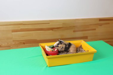 İnsanlar kobayla ilgileniyor ve onunla oynuyor..