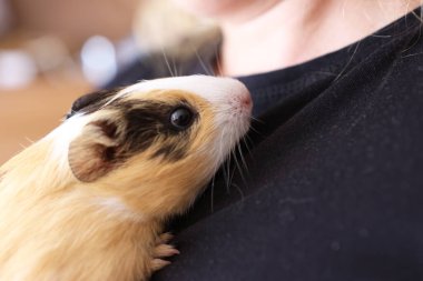 İnsanlar kobayla ilgileniyor ve onunla oynuyor..