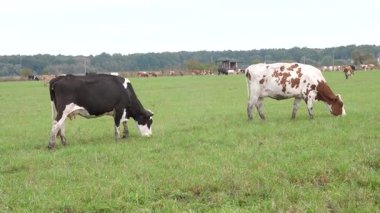 İnekler çayırda otlar. Tarım. Sığır yetiştiriciliği.