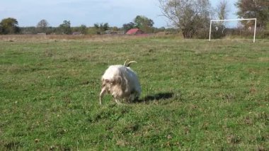Keçiler çayırda otlar. Tarım. Keçilerin bakımı.
