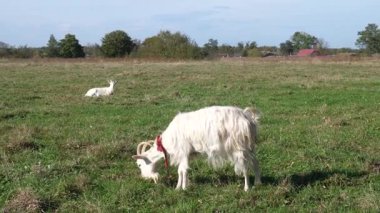 Keçiler çayırda otlar. Tarım. Keçilerin bakımı.