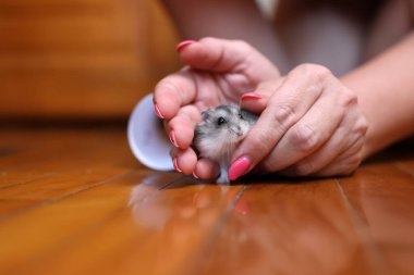 İnsanlar hamsterla ilgileniyor ve oynuyorlar..