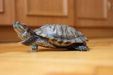 İnsanlar kırmızı kulaklı bir kaplumbağayla ilgilenir ve onunla oynarlar..