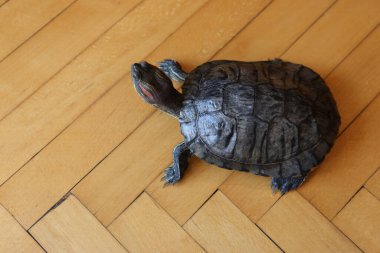 İnsanlar kırmızı kulaklı bir kaplumbağayla ilgilenir ve onunla oynarlar..