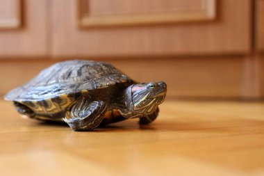 İnsanlar kırmızı kulaklı bir kaplumbağayla ilgilenir ve onunla oynarlar..